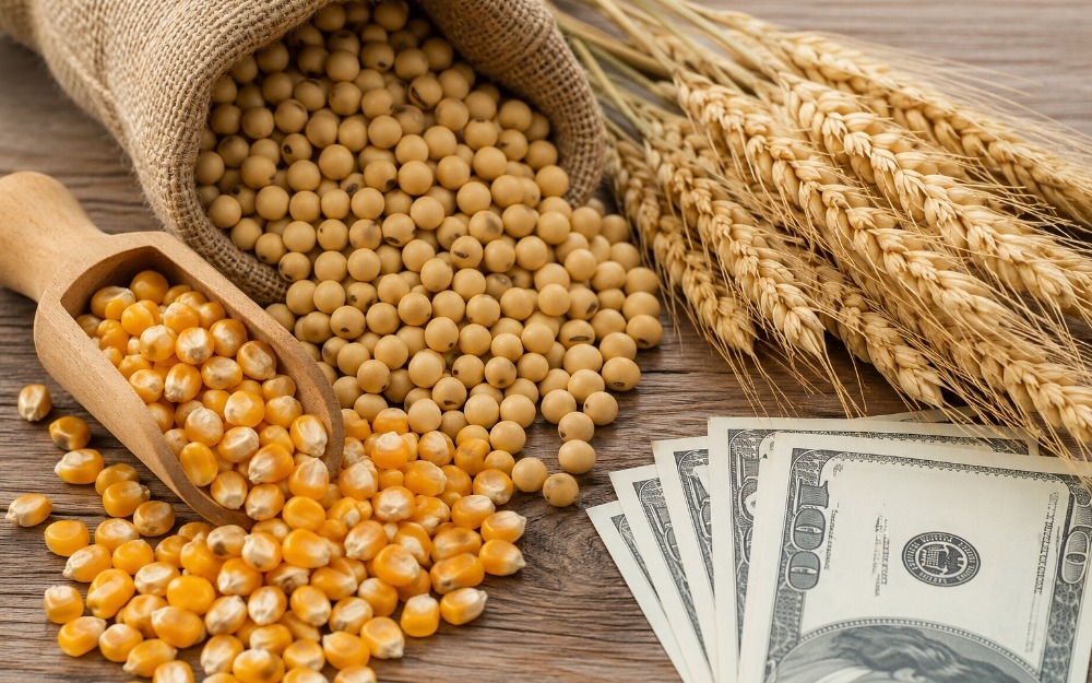 Cotação do dia: confira os preços da soja, milho, trigo e dólar nesta segunda-feira